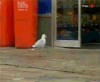 delinquance_aviaire_le_bilan_de_la_gauche_laxiste.gif