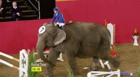 éléphant hippisme saut d'obstacle snob.gif