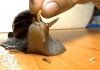 escargot bon appétit un ver ça va trois vers bonjour les dégats.gif