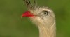 face profil.gif