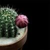 fleur de cactus.gif