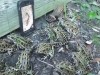 frog_tv_grenouille_tele.gif