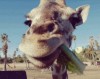 girafe_friandise.gif