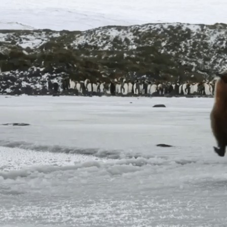 glace friable.gif