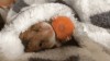hamster_une_petite_carotte_et_au_lit.gif, nov. 2015