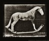 horse hornet rocking 1887 à cheval.gif