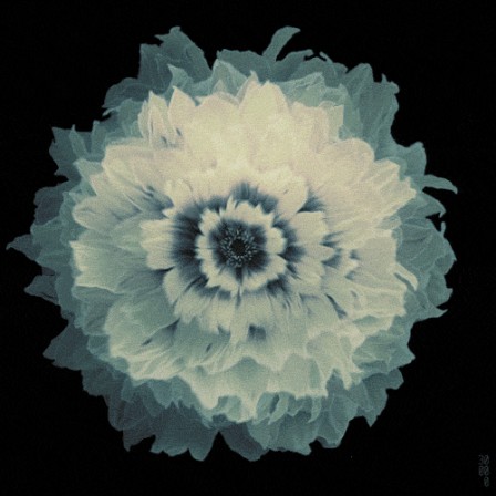 implosion des fleurs.gif