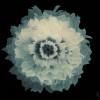 implosion des fleurs.gif