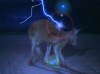 kangourou_danse_boite_eclair_orage.gif
