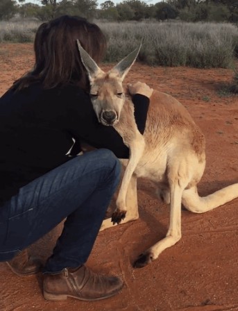 kangourou l'amour toujours l'amour.gif