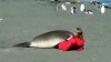 l_amour_a_la_plage_2.gif