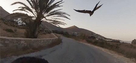 l'oiseau bleu et la moto.gif