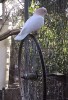 la grande roue.gif