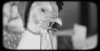 la mouche érotisme.gif