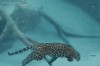 la nage du jaguar.gif
