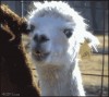 lama_regard.gif