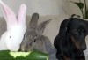 lapin concombre maché.gif