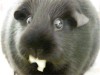 lapin_manger_vite_avant_de_mourir.gif