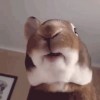 lapin_miam_miam_miamiamiamiam.gif