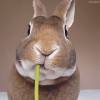 lapin_pissenlit.gif