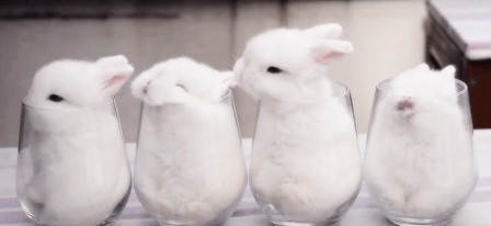 lapins dans des verres.gif