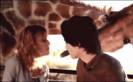 le_baiser_de_la_girafe.gif