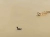 le canard et le tigre.gif