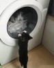 le chat machine.gif