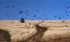 le chemin et les oiseaux.gif