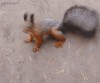 le combat de l'écureuil.gif