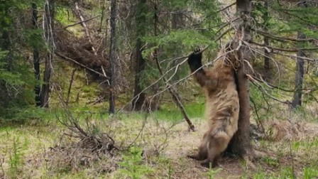 le dos de l'ours.gif