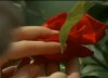 le_langage_des_fleurs.gif