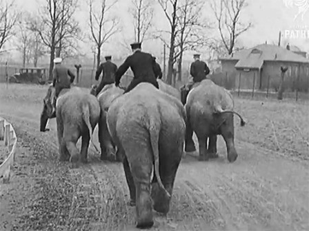 le manège des éléphants.gif