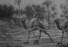 le_retour_du_colonialisme_roller.gif, juil. 2016