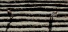 le sillon.gif