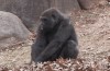 les feuilles mortes ça m'énerve.gif