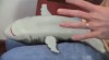 les mains de la mère.gif