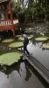 les nymphéas 2.gif