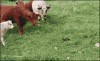 les_vache_et_la_tortue.gif