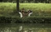les valseuses dewaere depardieu.gif