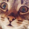 les_yeux_d_emeraude.gif