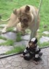 lionne_enfant.gif