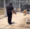 lionne étreinte.gif