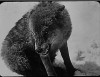 loup.gif
