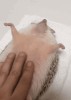 massage_herisson.gif