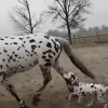 mère maman attends moi.gif
