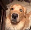 mon_biscuit_ou_est_passe_mon_biscuit.gif