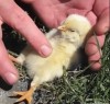 mon poussin.gif