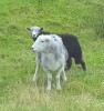mouton techno.gif