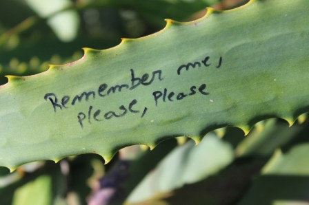 ne_pas_ecrire_de_message_d_amour_sur_les_plantes.jpg